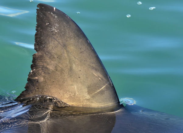 Китайский фуд-блогер наказан за поедание на камеру белой акулы