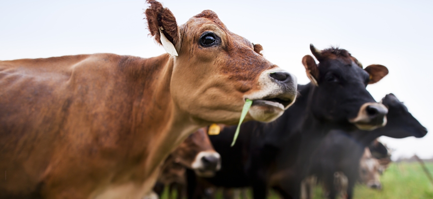 Чем хороша фермерская говядина