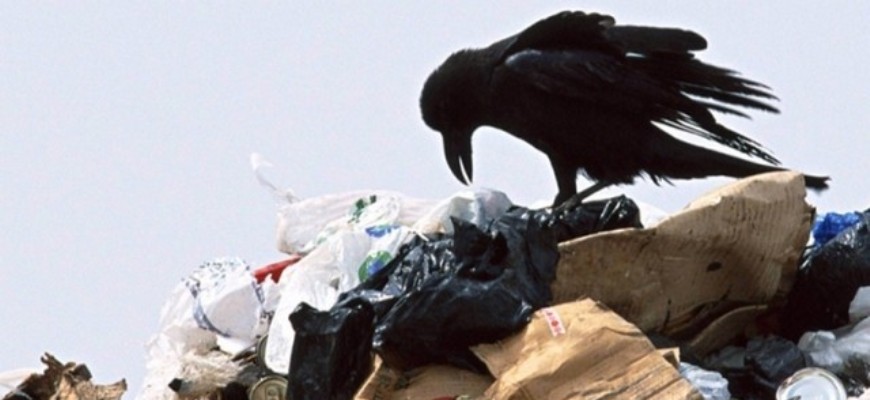 За три осенних месяца петербуржцы сдали семьдесят тонн опасных отходов