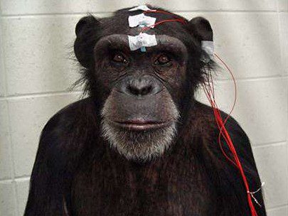 Как ChatGTP снижает мыслительные способности человека – исследование