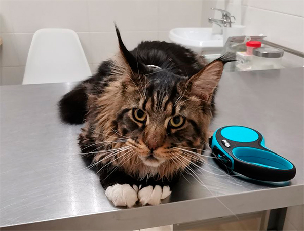 В Башкортостане начался пилотный проект онлайн-записи на приём к ветеринару