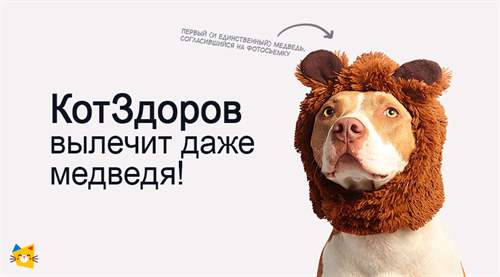 Сервис «КотЗдоров» – передовая телемедицина для животных 