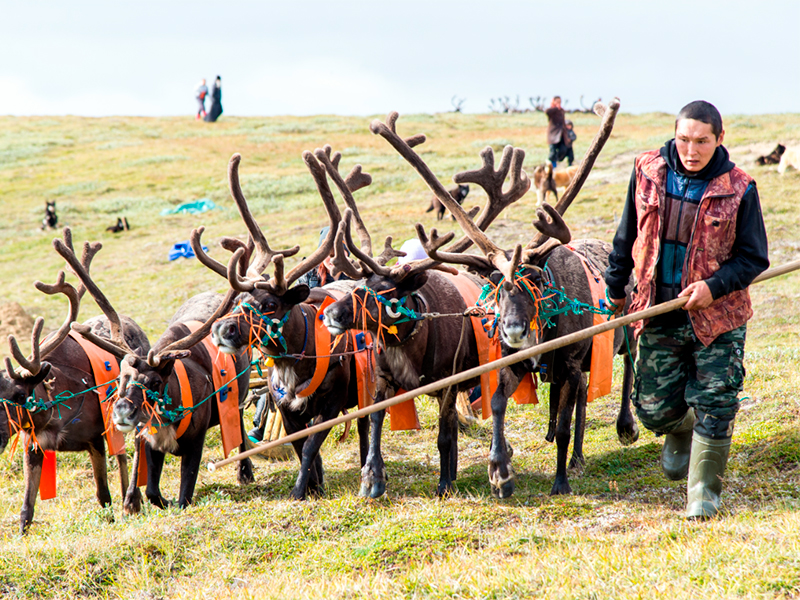 Губернатор НАО поручил направить специалистов МФЦ в стойбища оленеводов