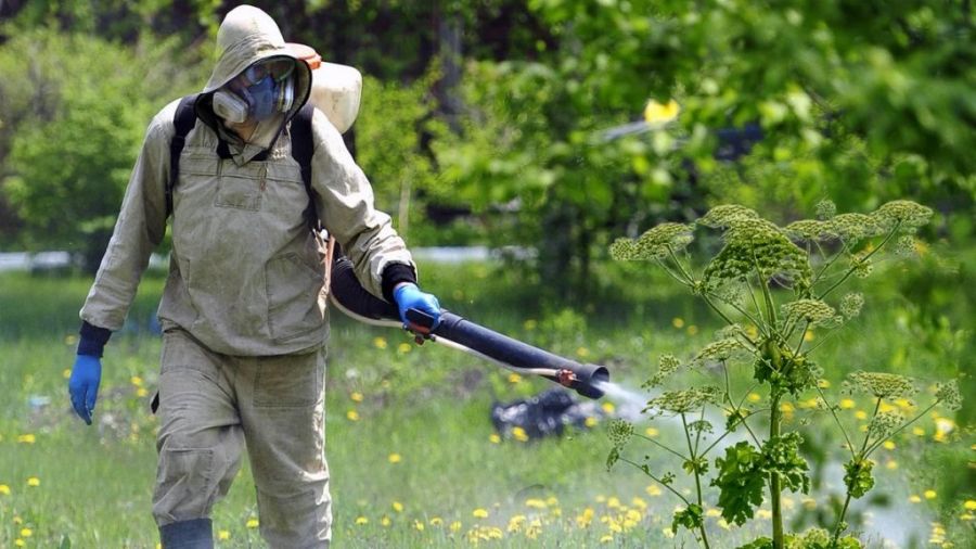Мингосуправления Московской области сообщило о борьбе с борщевиком посредством мобильного приложения